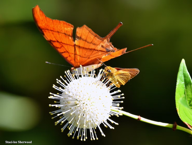 buttonbush flower and butterflies