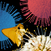 buttonbush flowers and butterfly