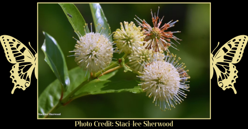buttonbush flowers