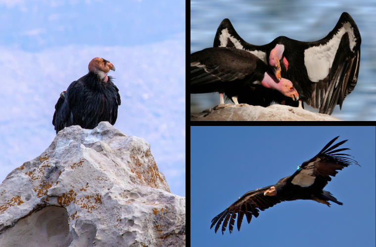 condors