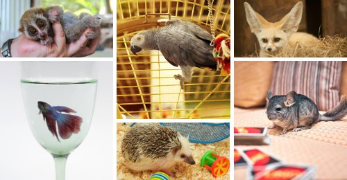 victims of the exotic pet trade