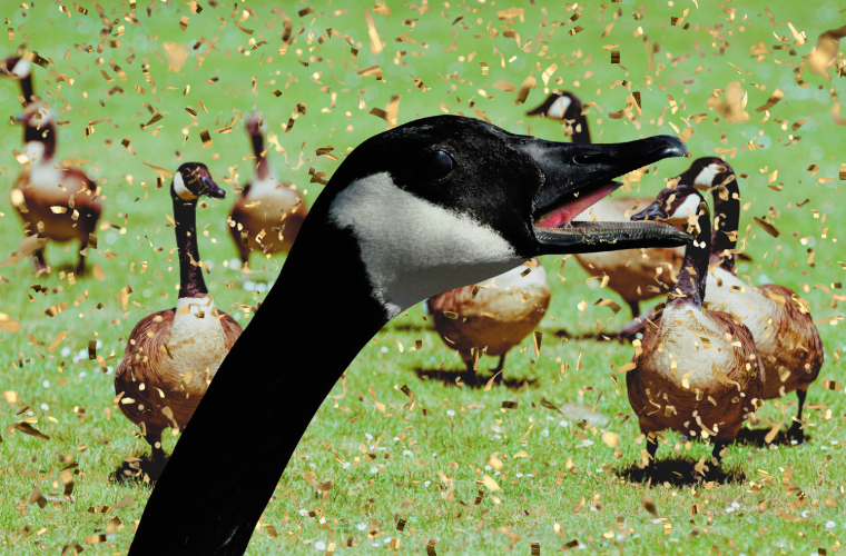 image of geese with confetti