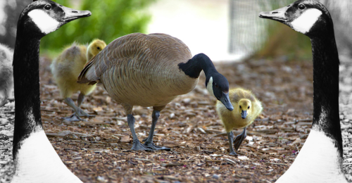 Canada geese