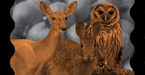 deer, rabbit, and owl