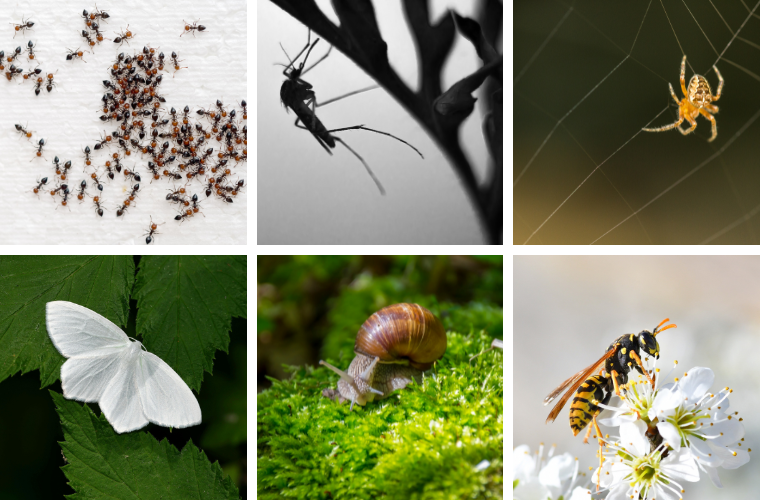 ants, mosquito, spider, moth, snail, and wasp