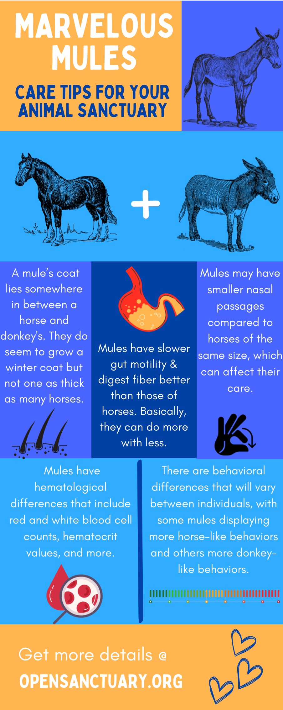Mules infograph