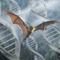 image of misty forest, DNA, and bat