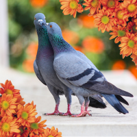 image of pigeons and orange flowers