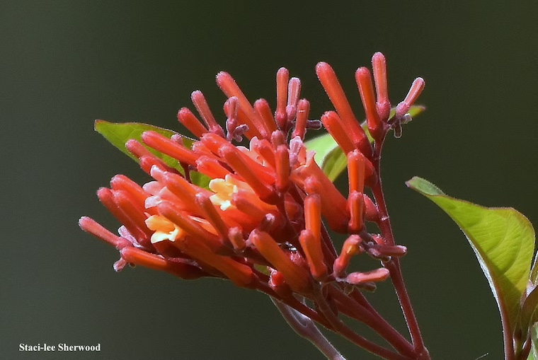 firebush flowers