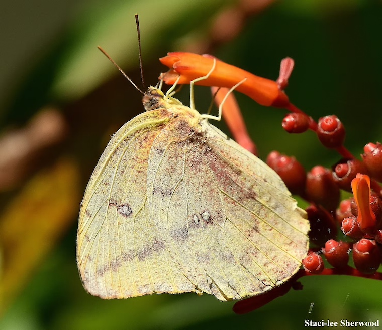 orange sulphur butterfly on firebush flower