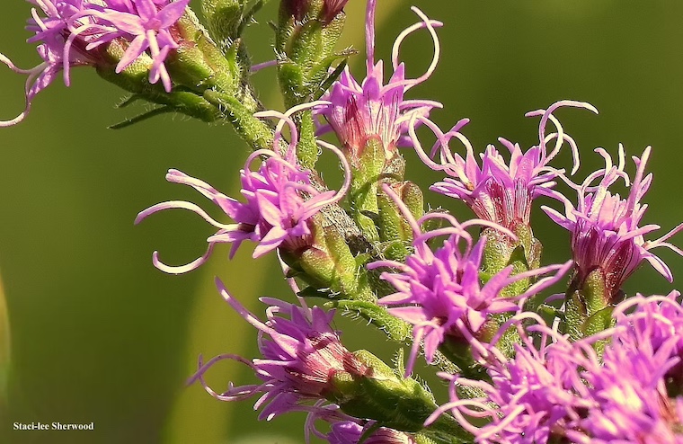ironweed flowers