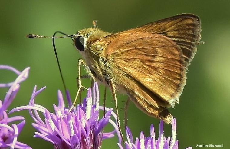 southern broken dash skipper butterfly and ironweed flowers