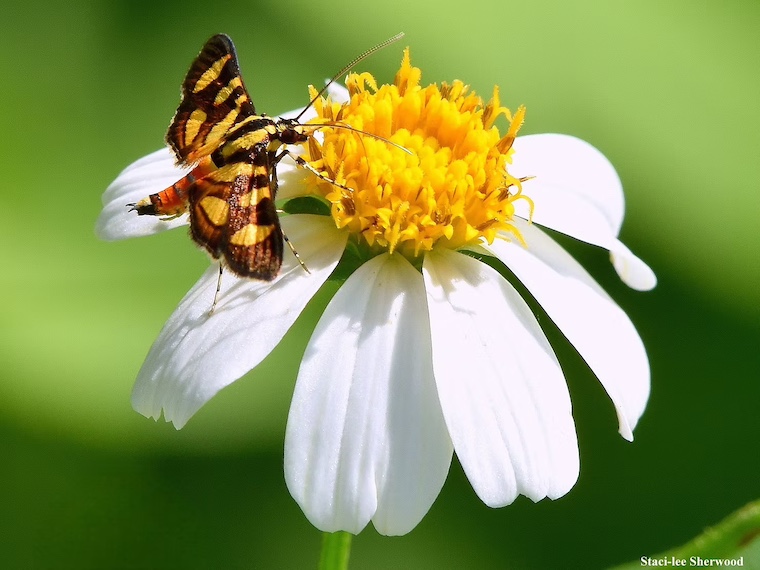orange spotted flower moth and Spanish needle flower