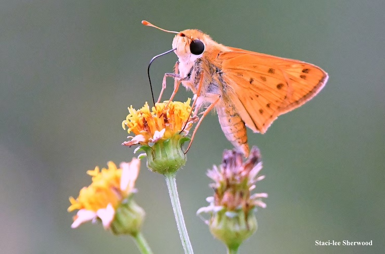 fiery skipper butterfly and Spanish needle flower