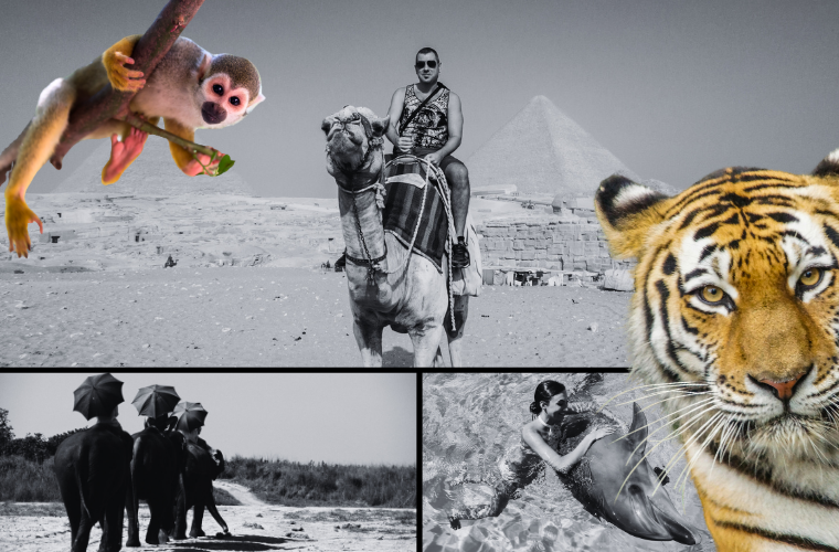 wild animals and tourists