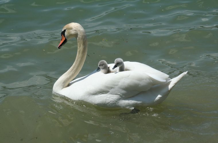 swan and cygnets