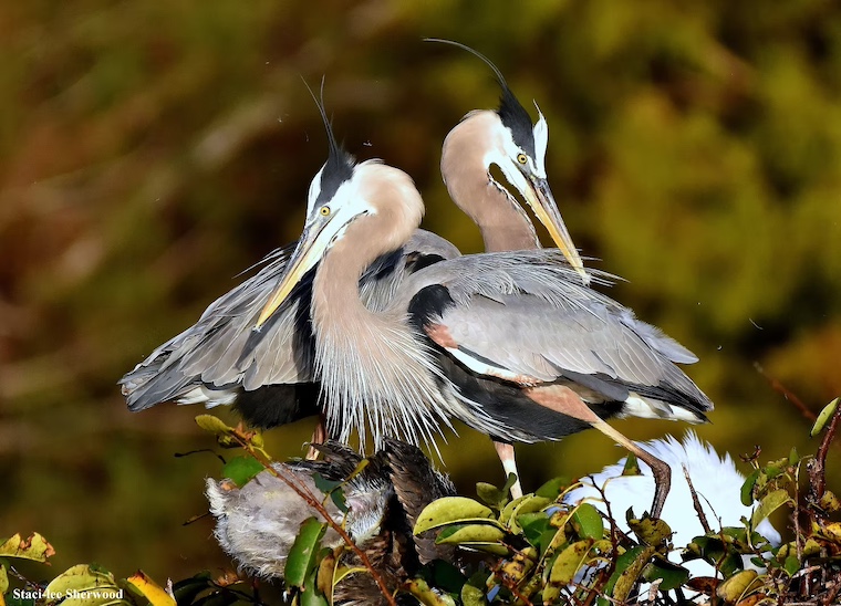 Great Blue Herons
