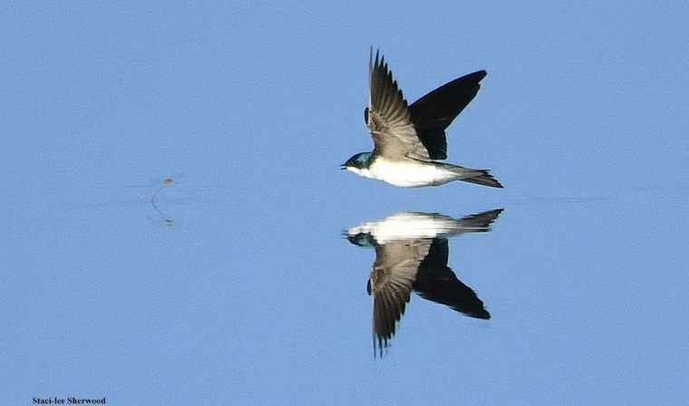Tree Swallow