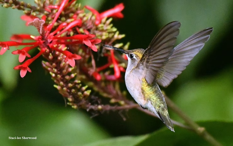 Ruby-throated Hummingbird
