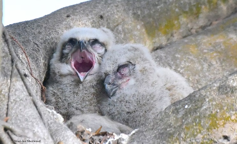 Great-horned Owl chicks