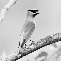 cedar waxwing