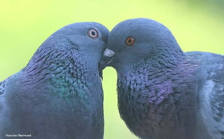 pigeons