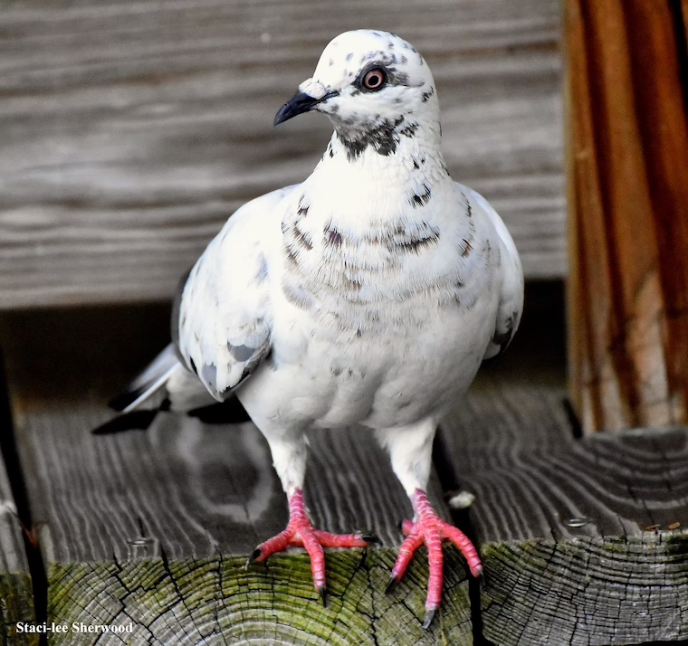 pigeon