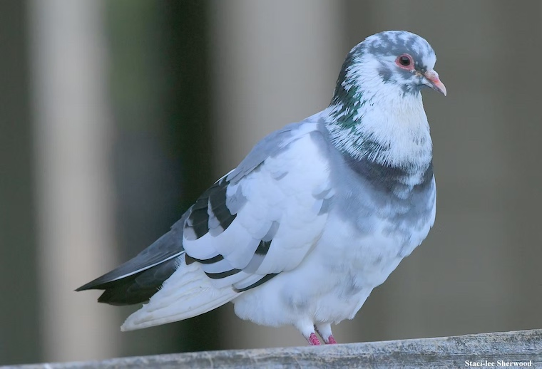 pigeon