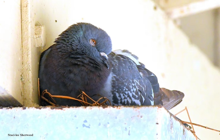 pigeon