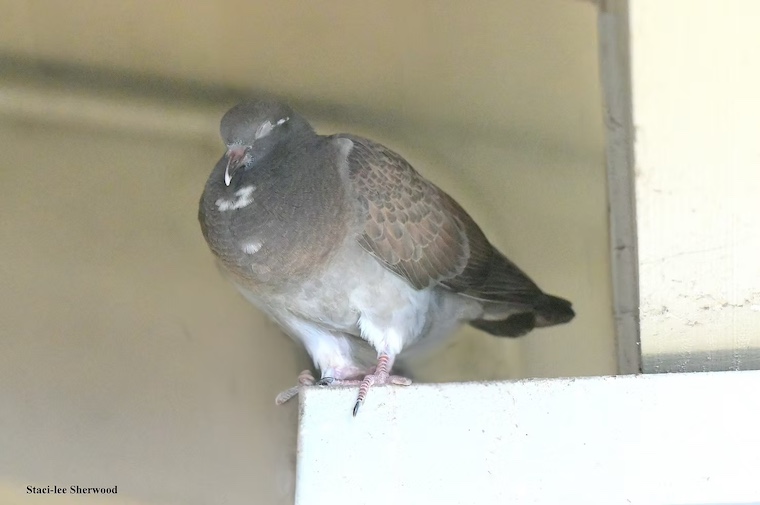 pigeon chick