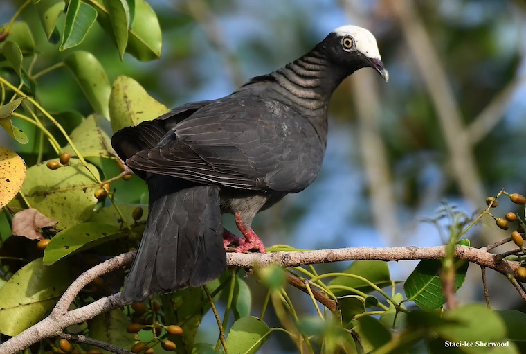 pigeon
