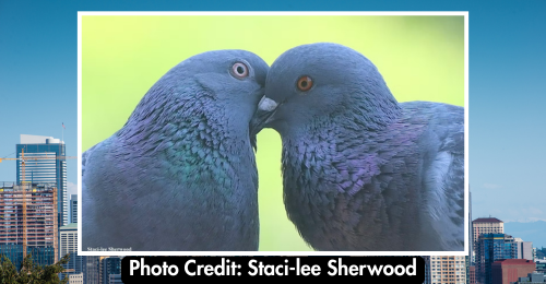 pigeons