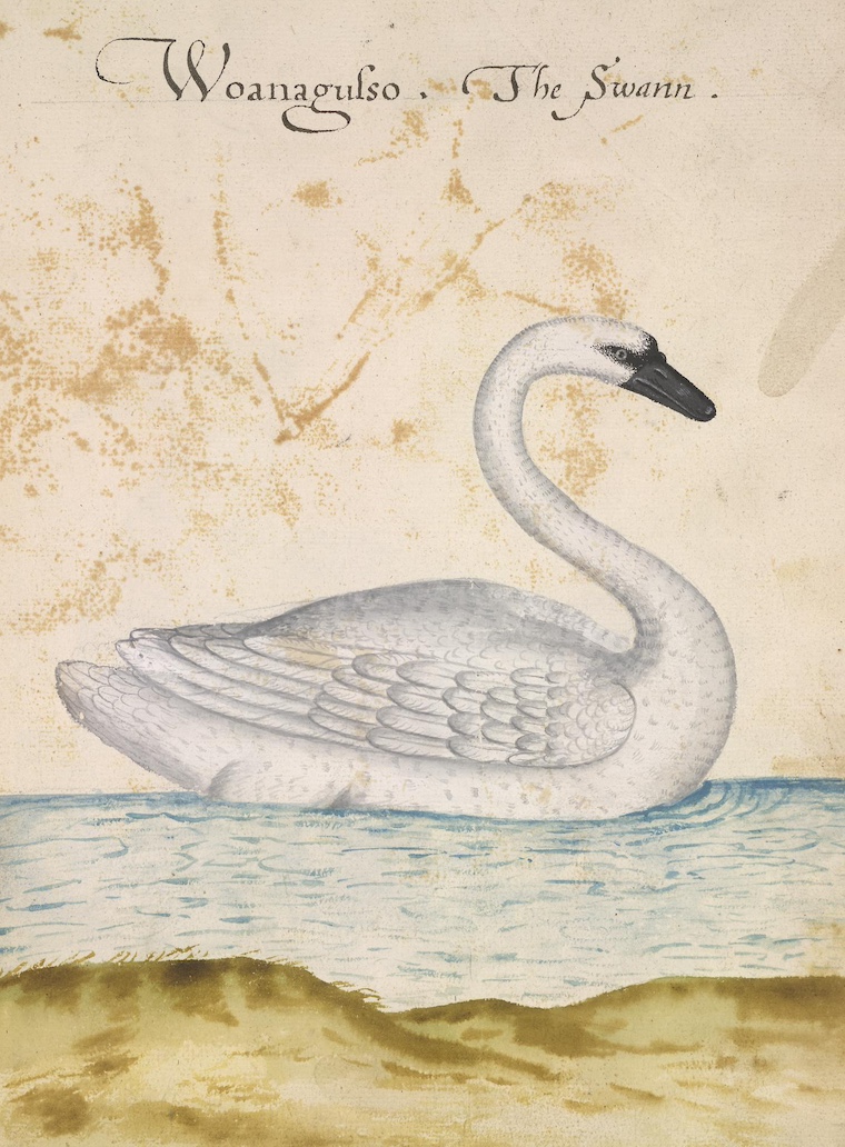 John White swan painting