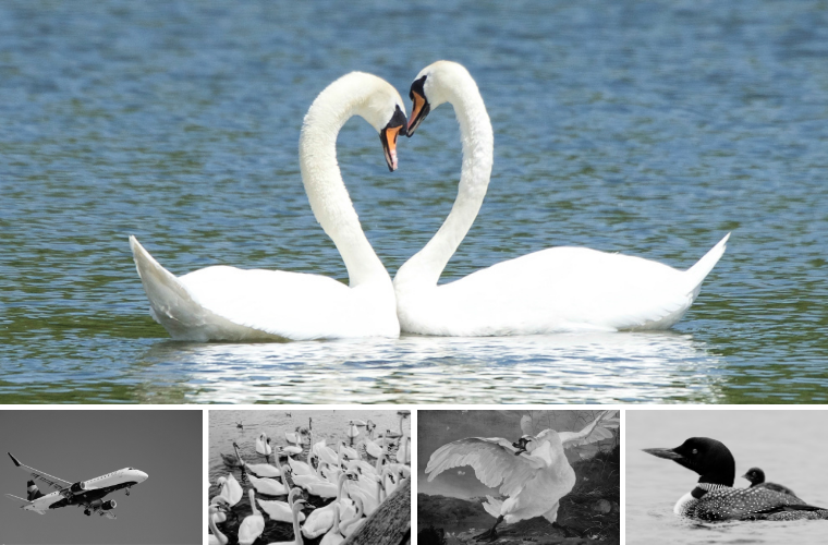 mute swans, airplane, loon