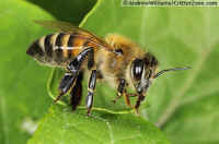 European or Western Honey Bee (Apis mellifera)