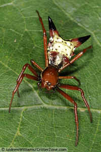Arrowshaped Micrathena Spider