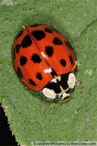 Asian Lady Beetle (Ladybug or Lady Bug)