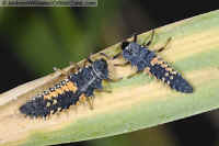 Asian Ladybird Beetle Larvae