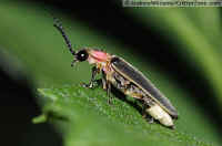 Common Eastern Firefly (Lightning Bug)