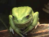 Argentine Leaf Folding Frog