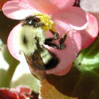 Bumble Bee on Begonia